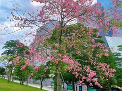 -莲花山公园