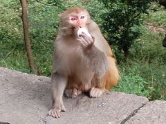 -黔灵山公园