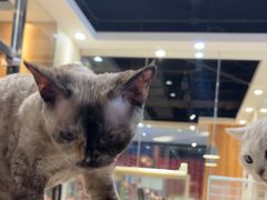 -藏猫猫咖啡主题馆(中央大道店)