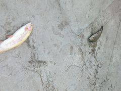 android_upload_pic-虹鳟鱼一条街
