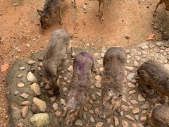 -泉州海丝野生动物世界