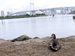 -台场海滨公园船码头