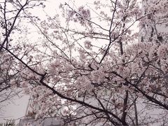 -同济大学(嘉定校区)