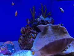 -上海海洋水族馆