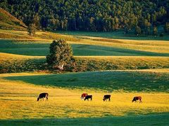 -塞罕坝国家级自然保护区