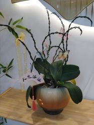 -宝妈港湾·妙初产后恢复(西局店)