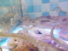 -四海蒸鲜蒸汽海鲜自助(北戴河店)