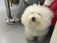-芭比堂动物医院·心脏科·老年急重症·夜诊·吉雅分院