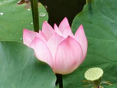 -荔湾湖公园