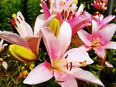 -长春公园(普阳街道)