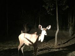 -清迈夜间动物园