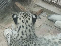 -青藏高原野生动物园