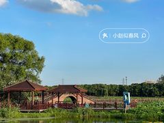 -荷塘月色湿地公园·向阳花洲