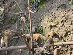 -野象谷景区