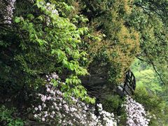 -祁门牯牛降观音堂风景区