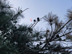 -北陵公园