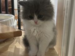 -佐罗家宠物馆·猫文化馆(紫霞路店)