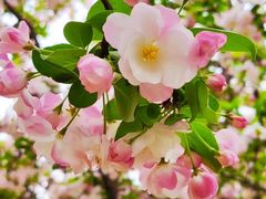 -海棠花溪(元大都城垣遗址公园)