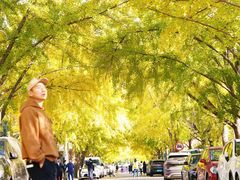 -三里屯东五街银杏大道