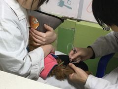 -瑞派旺宝宠物医院·犬猫全科综合·尿道专科(莲兴院)