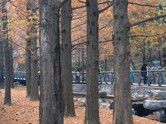 -白水寺森林公园