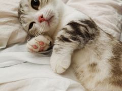 -70cat德文卷毛猫·缅因猫纯种猫舍