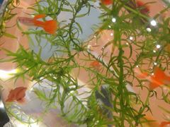 -呷哺呷哺(哈尔滨红博购物广场店)