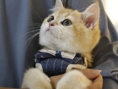 -lincat·猫舍(广州店)