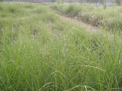 -洨河生态公园