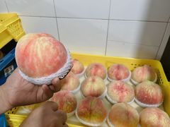 -老袁家蜜桃农场·阳山水蜜桃