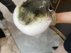 -鲐赏河豚(长寿店)