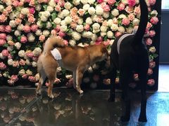 -百好乐宠物友好餐厅(朝外大街店)