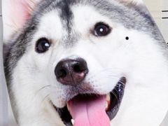 -美联众合动物医院·24h转诊中心