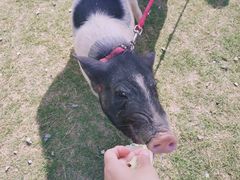 -前小桔亲子创意农场·草莓采摘·露营烧烤