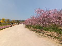 -天适樱花悠乐园