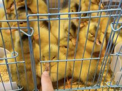 -双季花艺园艺市场(浦东店)