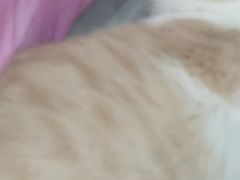 -糯米喵星人·撸猫猫舍咖啡馆(西市场嘉华店)