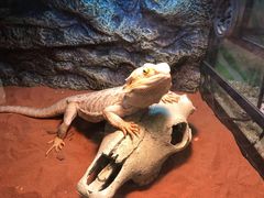 -藦茜花园宠物主题亲子互动体验馆(国顺东路店)