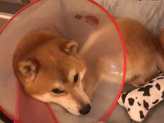 -美联众合动物医院·24h转诊中心