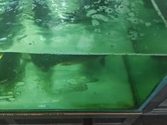 -煲来饱去冷水鱼