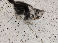 -猫域·湾主题猫咖·宠物吧(南坪城市广场店)
