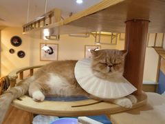 -滚猫咖啡·猫咖·猫友好撸猫(未来城店)