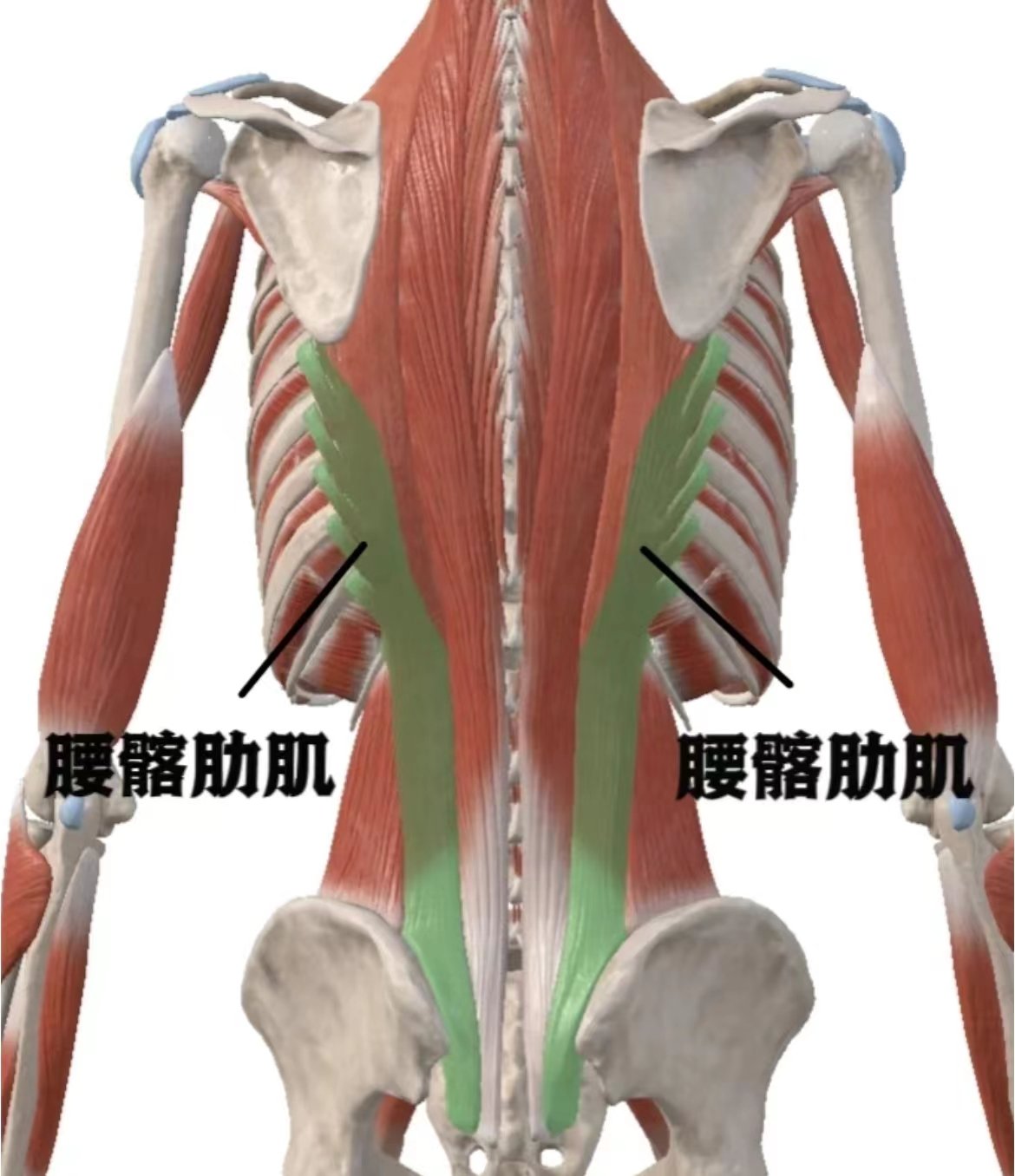 髂骨周围肌肉解剖图片