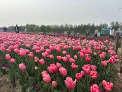 -荷兰花海