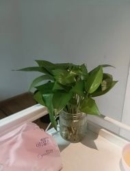 -Dr.林醫生产后修复·配方产康店(南京大厂店)