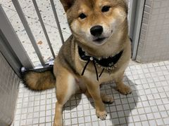 -柴务处·柴犬主题狗咖