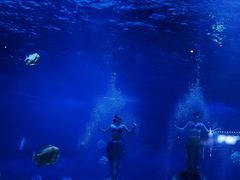 -烟台海昌鲸鲨海洋公园