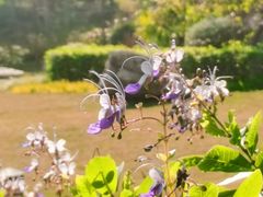 -东莞植物园