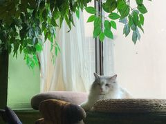 -猫猫幼稚园·撸猫·桌游·电玩