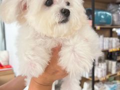 -翊宠yipet猫狗购宠庄园犬舍•猫舍